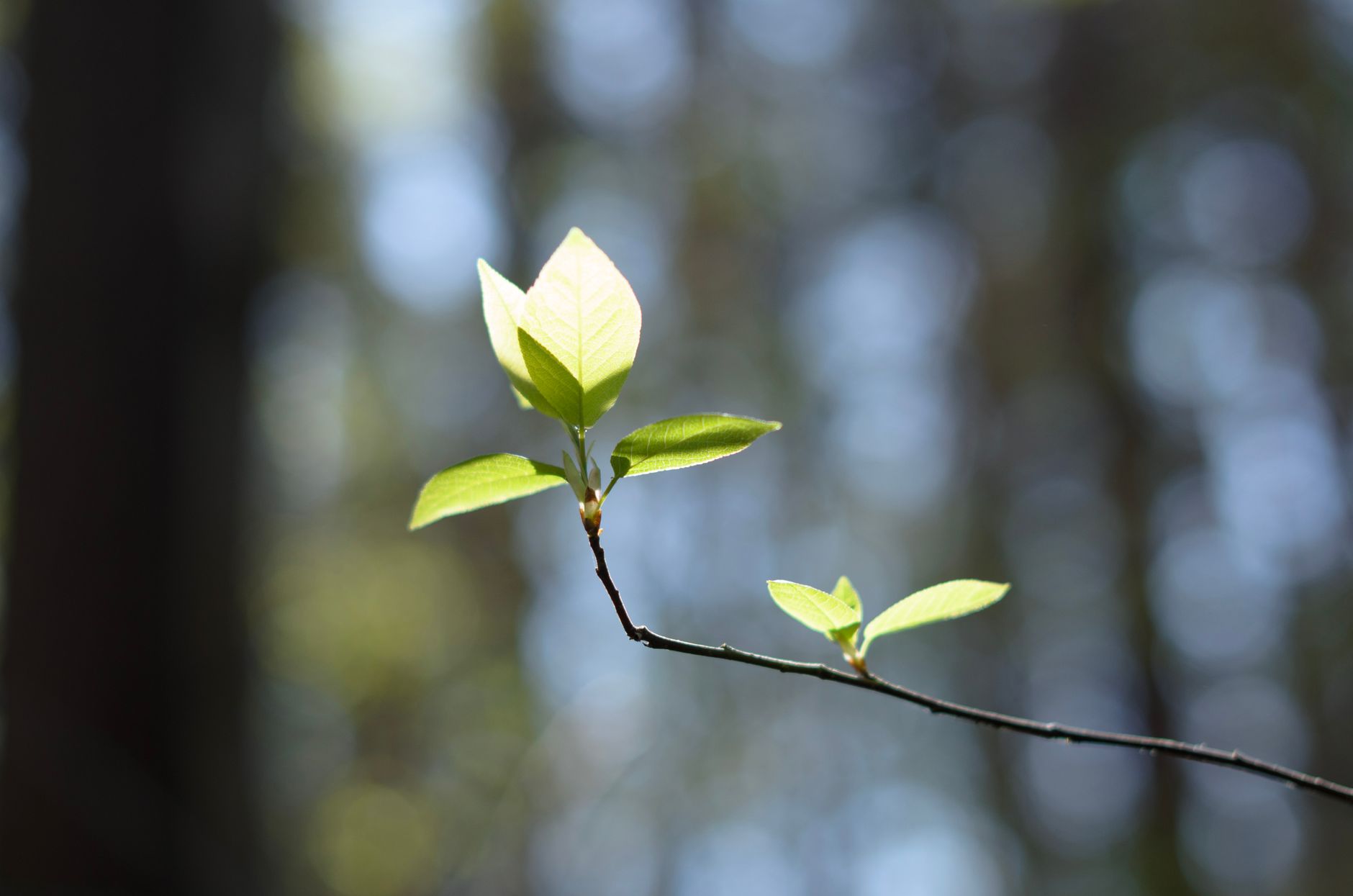 Henrico news today: Quick updates on local events