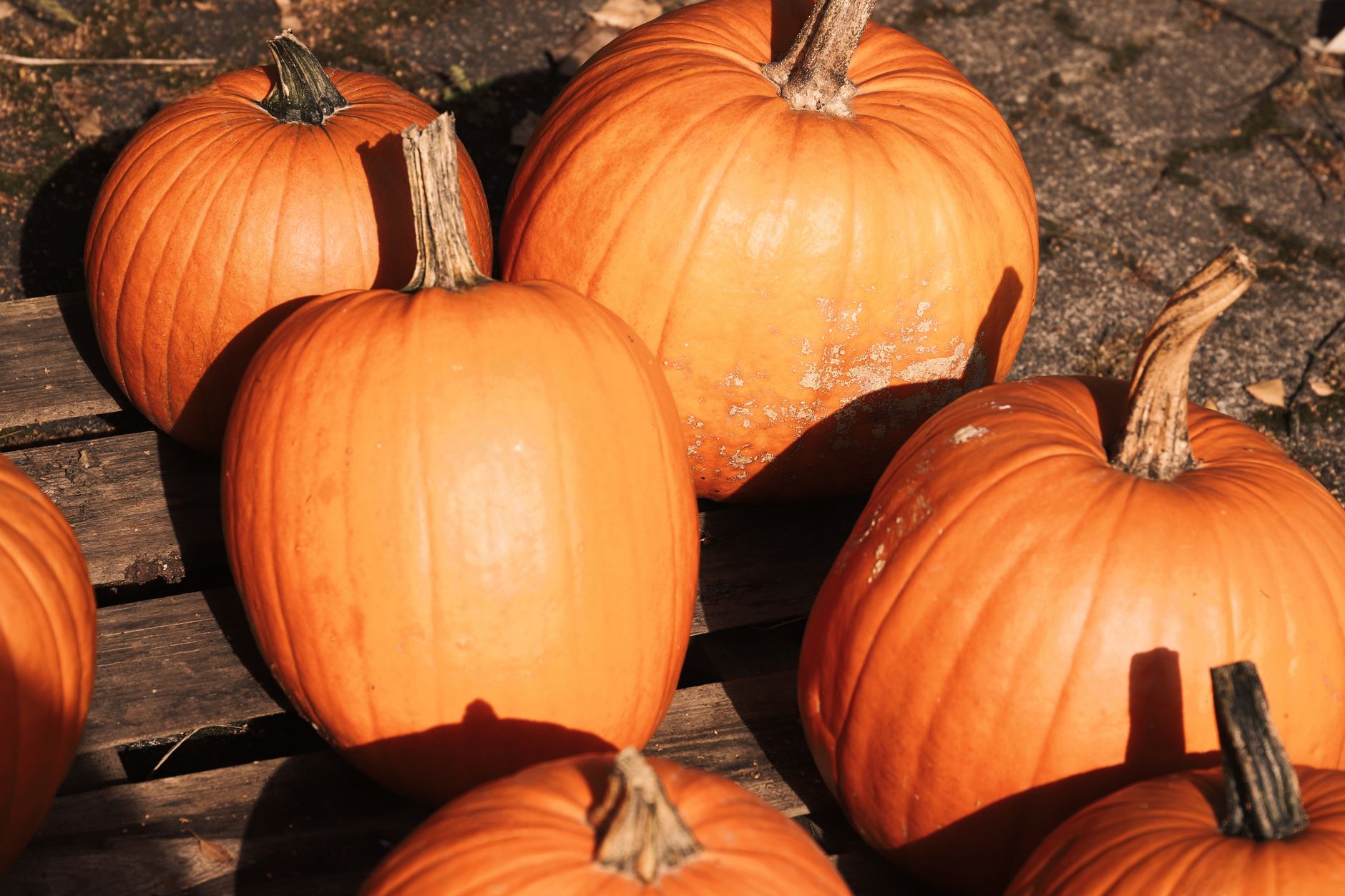Stabbing at Cool Patch Pumpkins: A Clear Warning