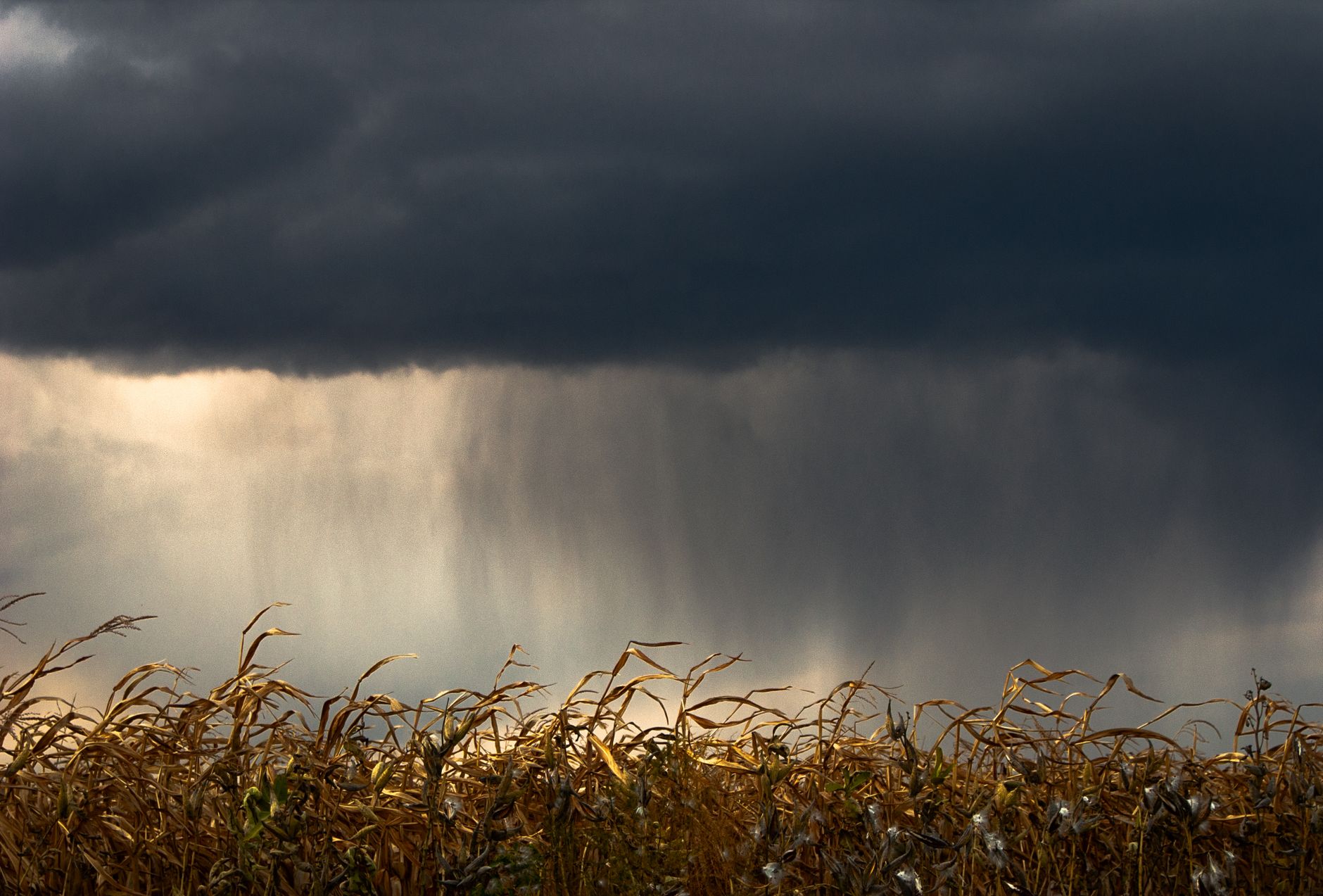 Unseasonal Rainfall Diseases: The Worst Threats Explained